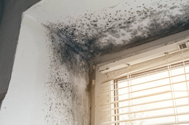 Mold Removal service in Salem